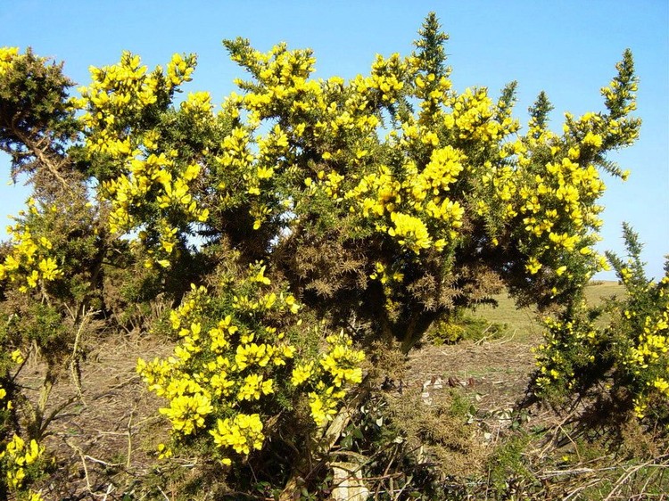Ulex europaeus